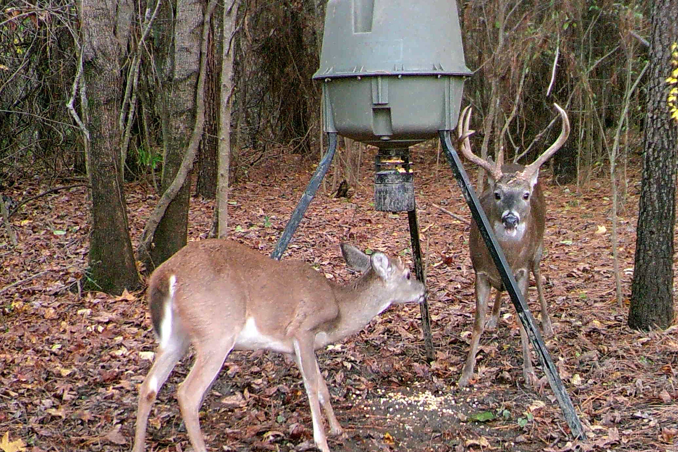 Bait Privilege License Opens Opportunities for Deer Hunters Outdoor